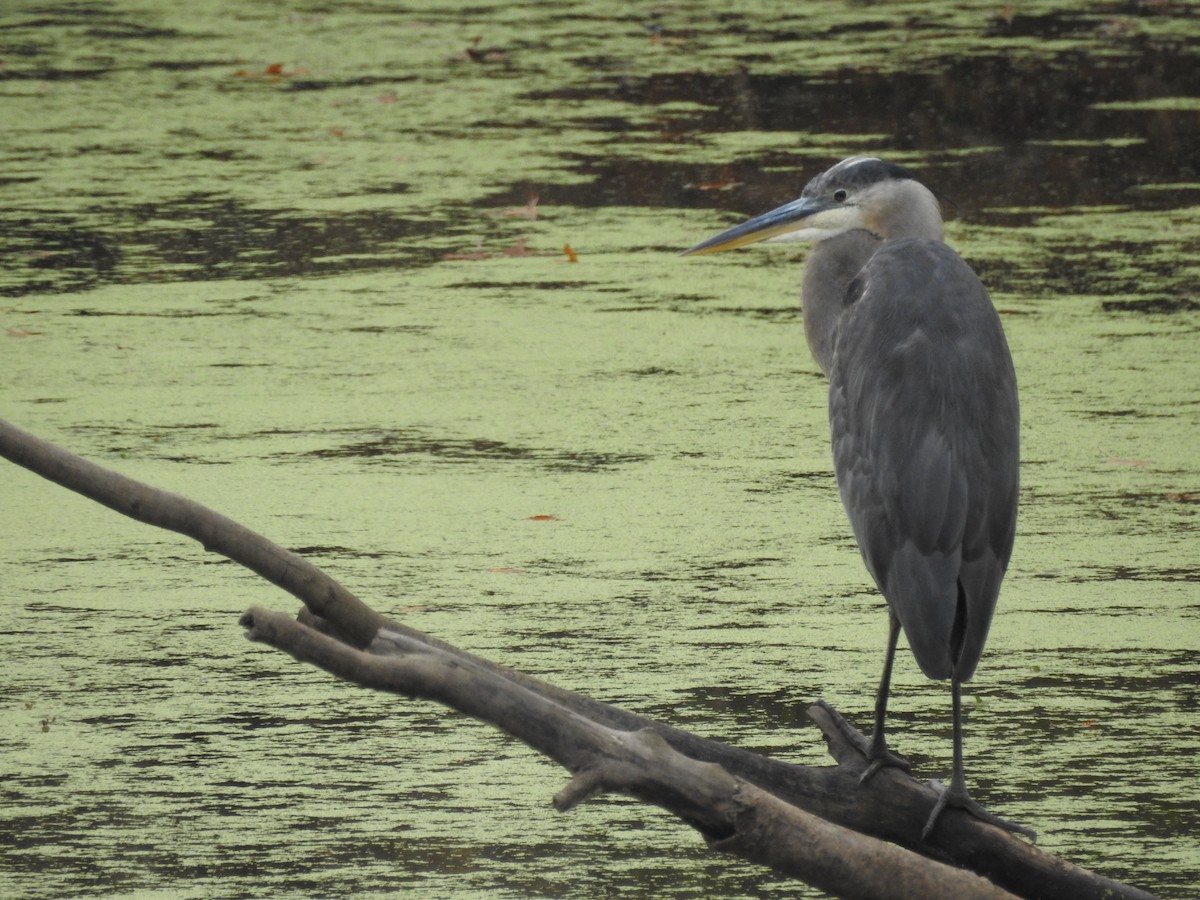 Great Blue Heron - ML394780321