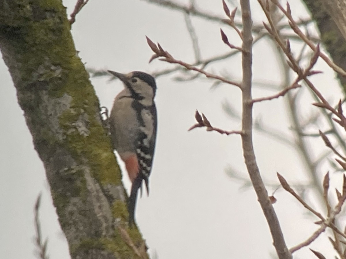 Syrian Woodpecker - Oriol Soler