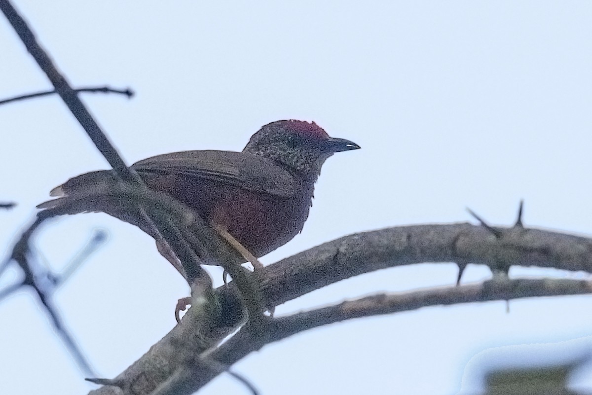 Red-fronted Antpecker - ML394781761