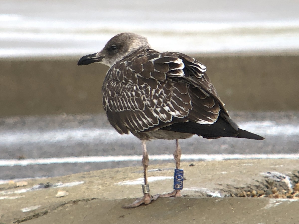 Lesser Black-backed Gull - Luis Gracia Garcés