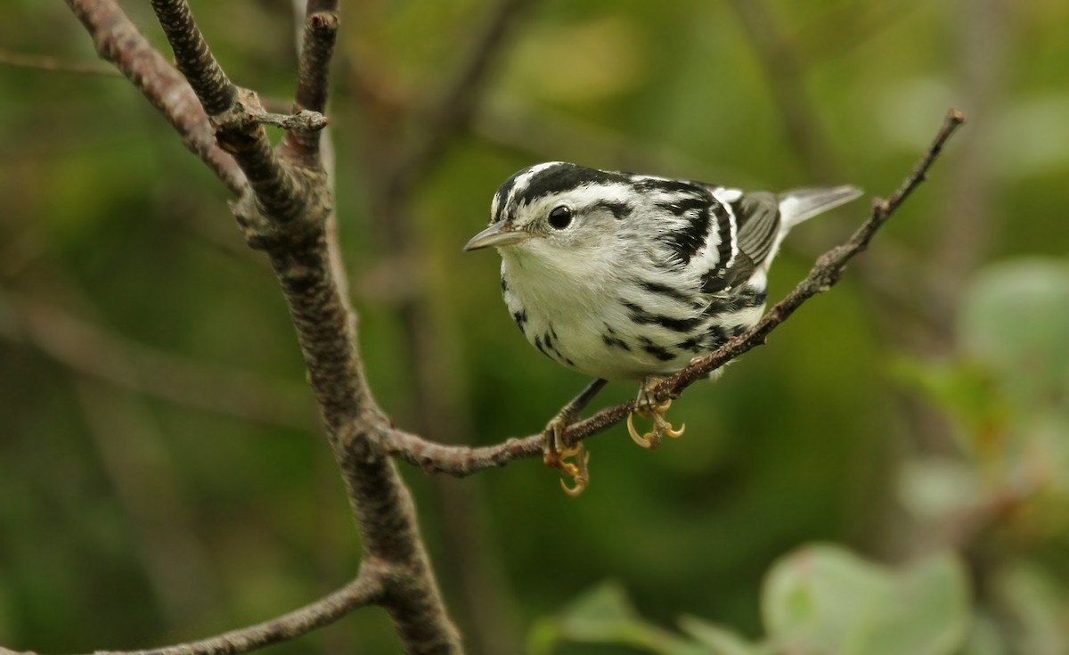 Black-and-white Warbler - Ryan Schain