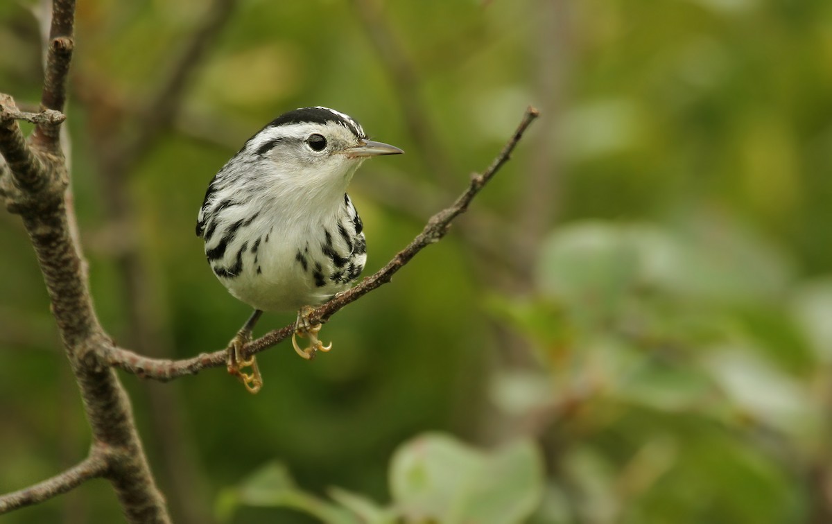 Black-and-white Warbler - ML39478401