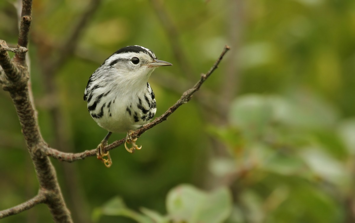 Black-and-white Warbler - Ryan Schain