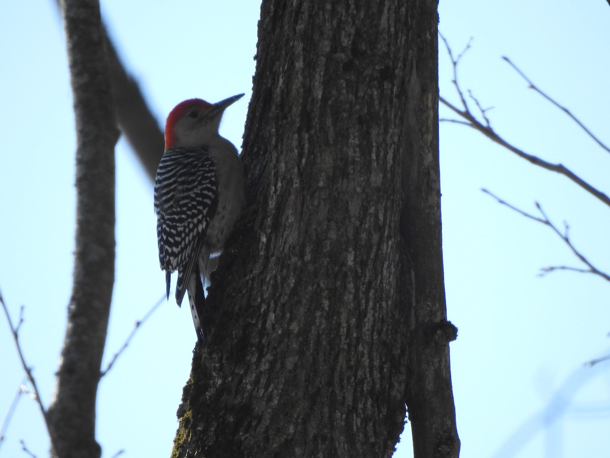 Red-bellied Woodpecker - ML394785821