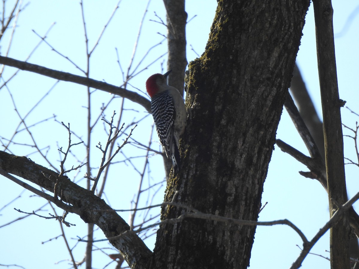 Red-bellied Woodpecker - ML394785831