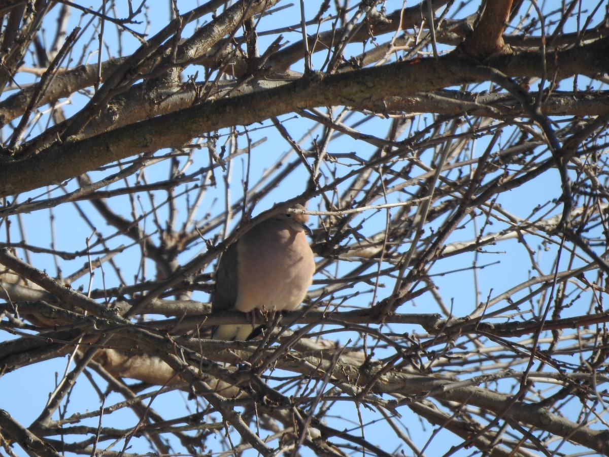 Mourning Dove - ML394785871
