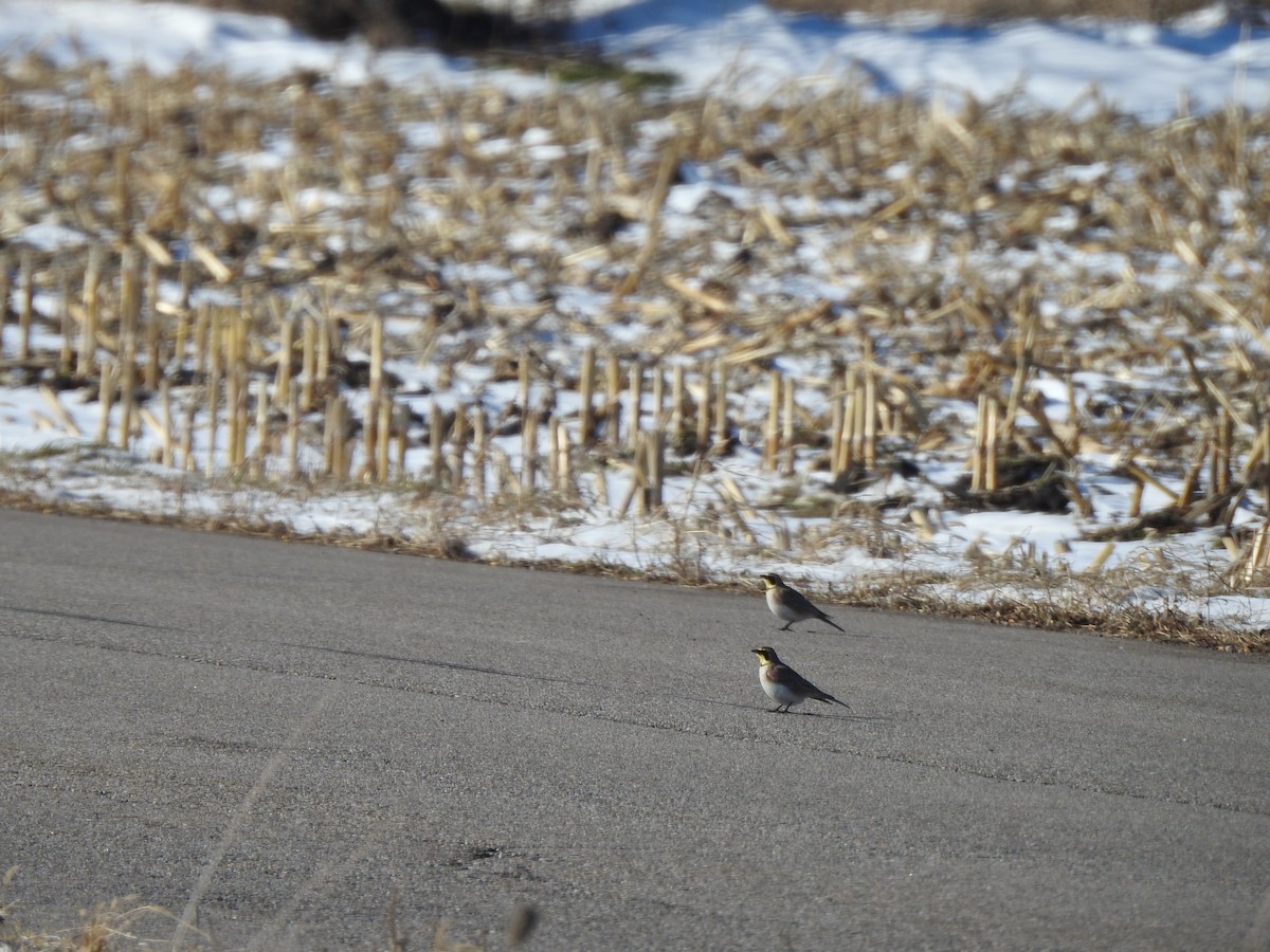 Horned Lark - ML394785891