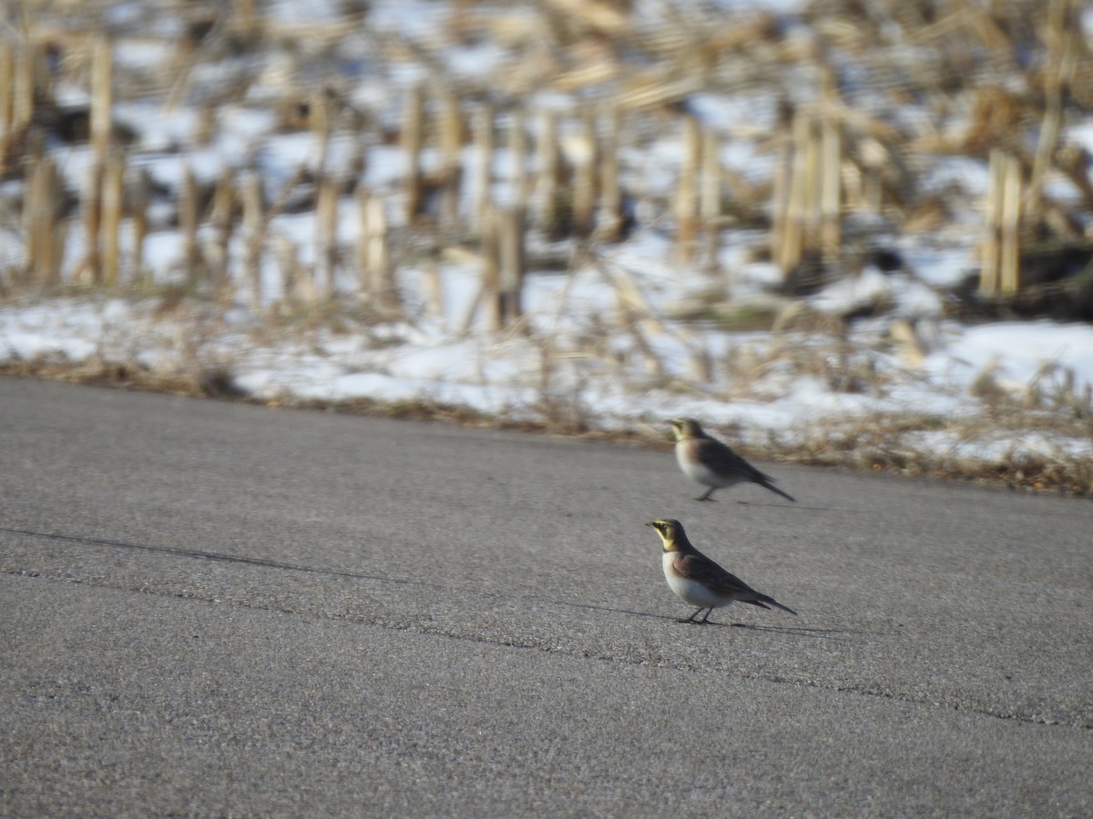 Horned Lark - ML394785911