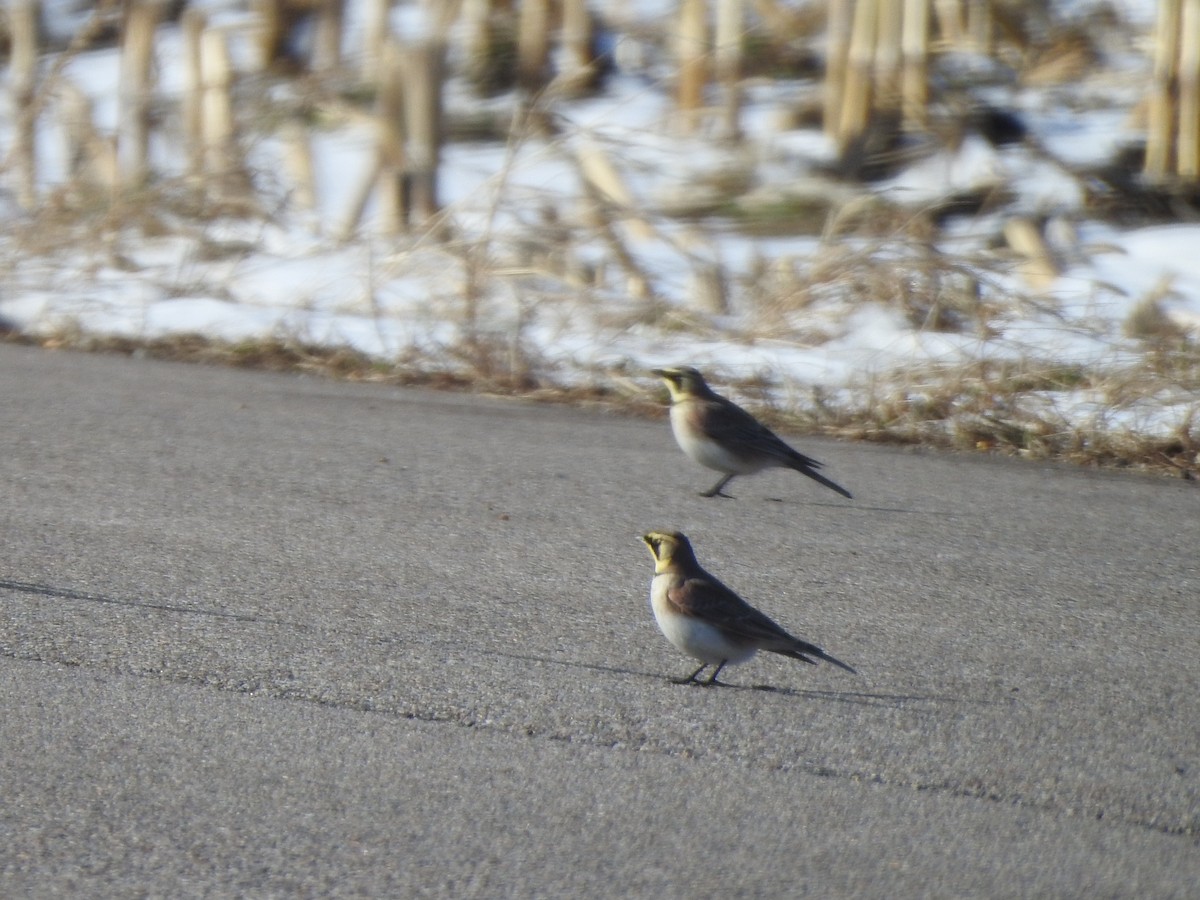 Horned Lark - ML394785931