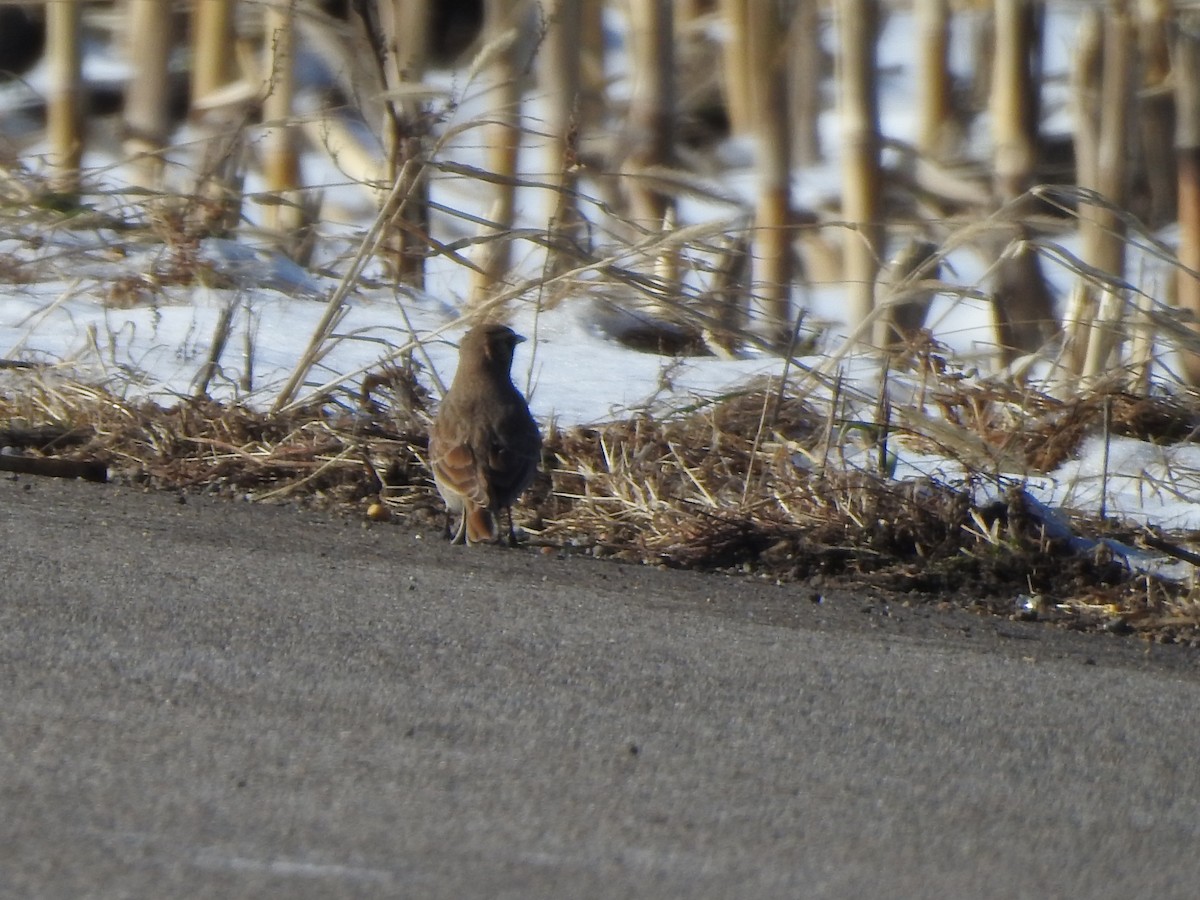 Horned Lark - ML394785981