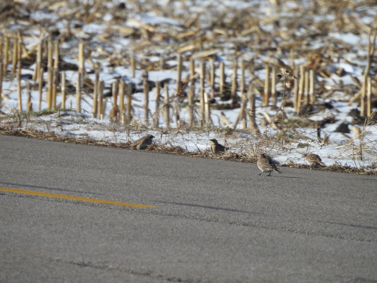 Horned Lark - ML394785991