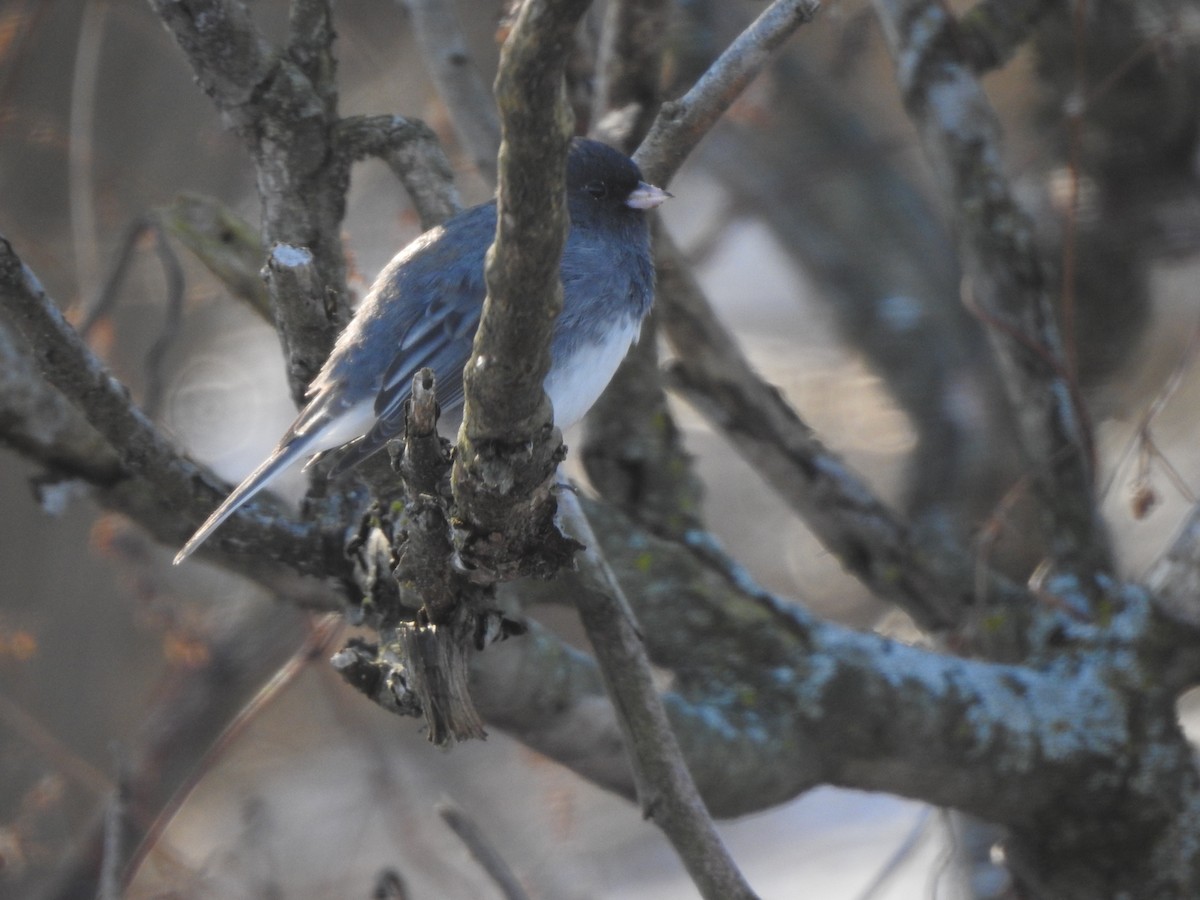 Dark-eyed Junco - ML394786011