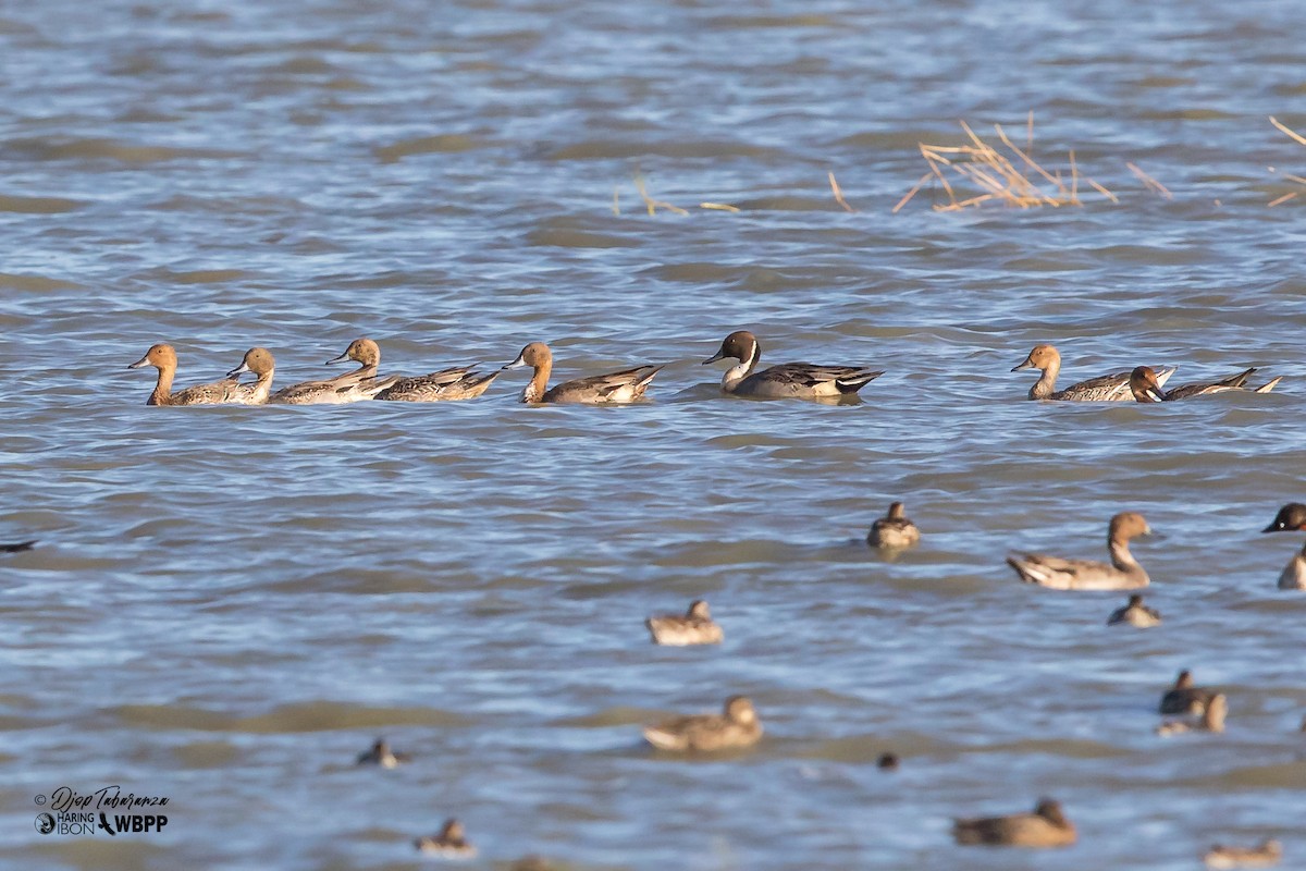 Northern Pintail - ML394786111