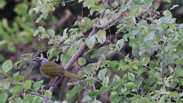 Oriole Warbler - ML394787121