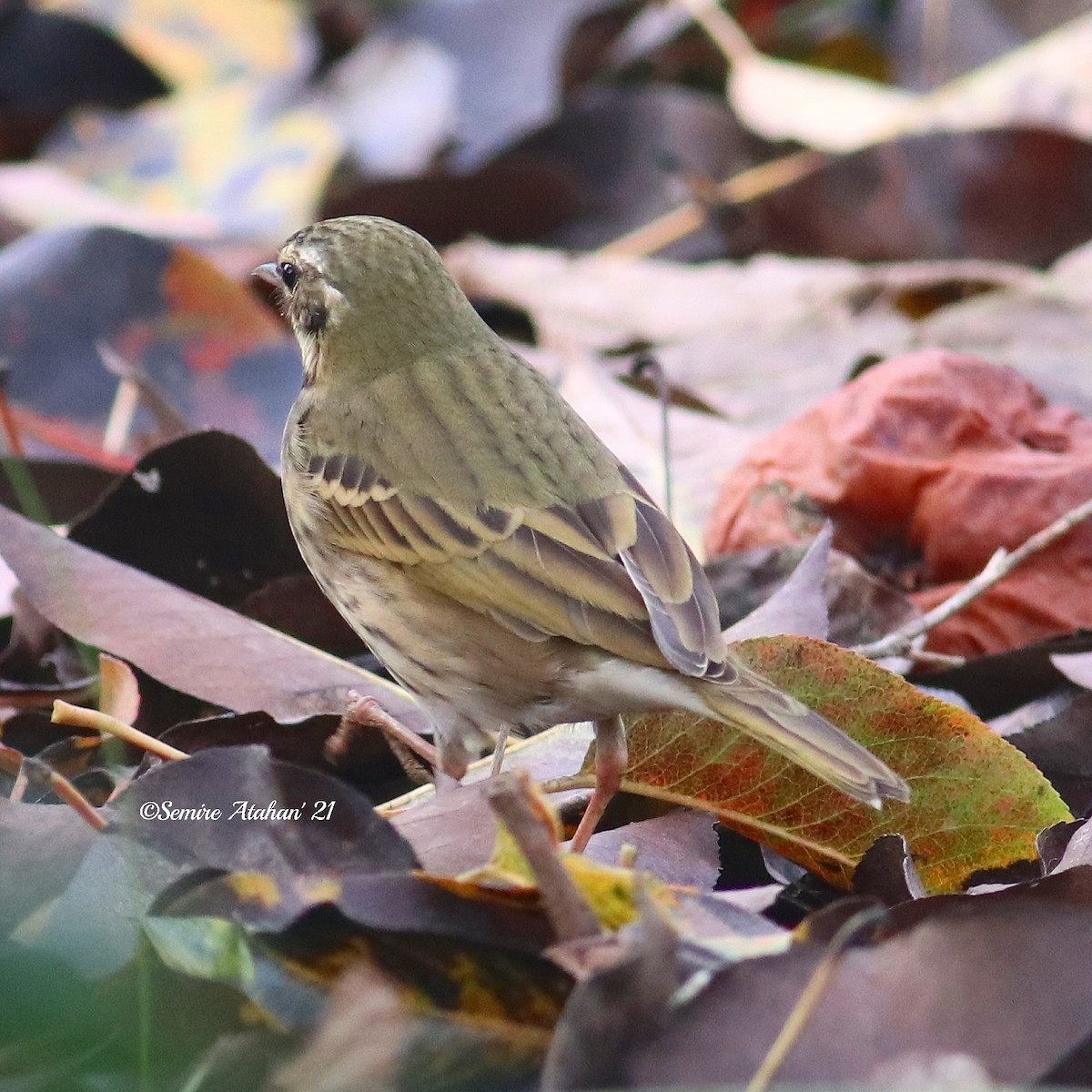 Olive-backed Pipit - ML394787751