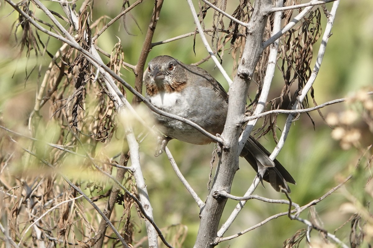 White-throated Towhee - ML394788021