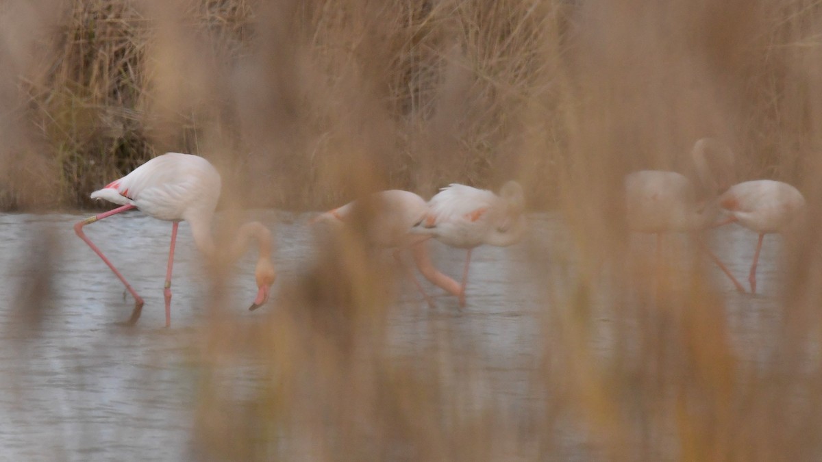Greater Flamingo - Ann Saetnan