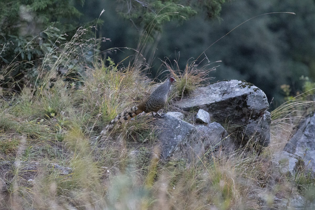 Cheer Pheasant - ML394791751