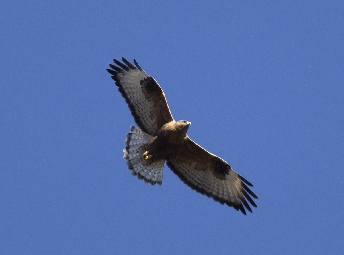 Himalayan Buzzard - ML394791911