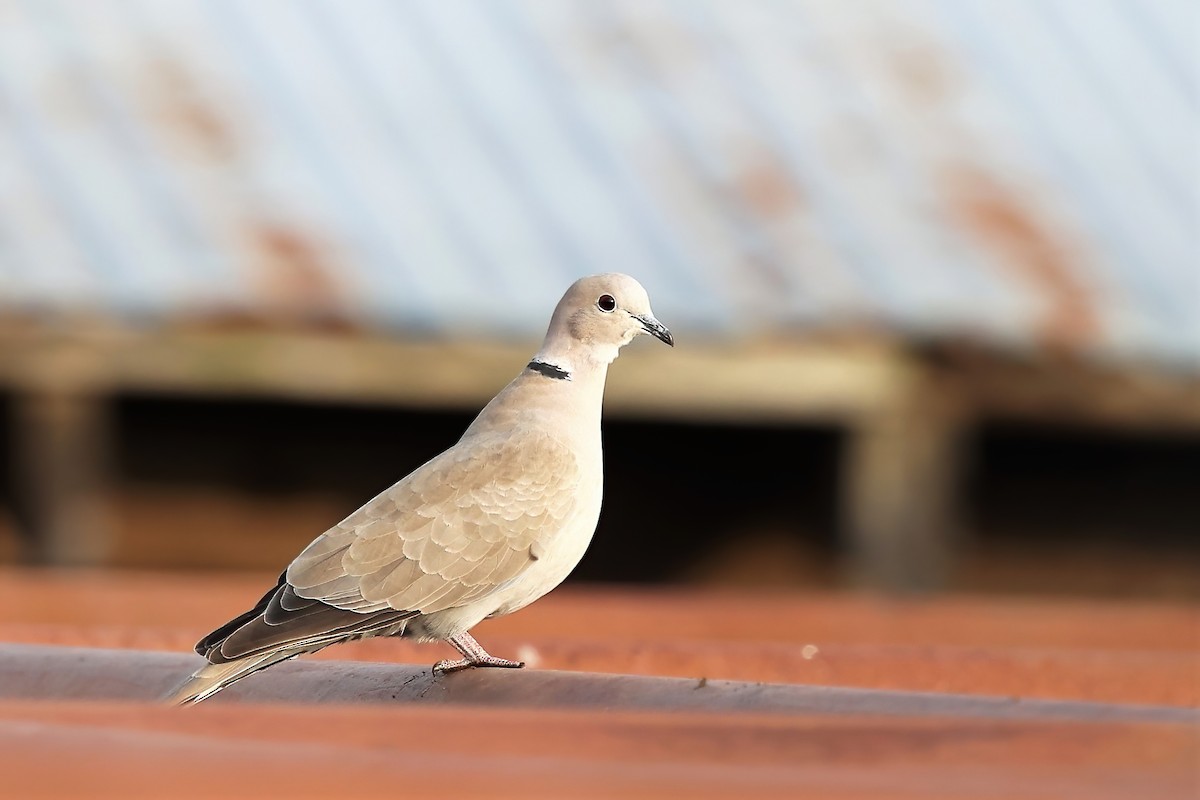 Eurasian Collared-Dove - Ronald Goddard