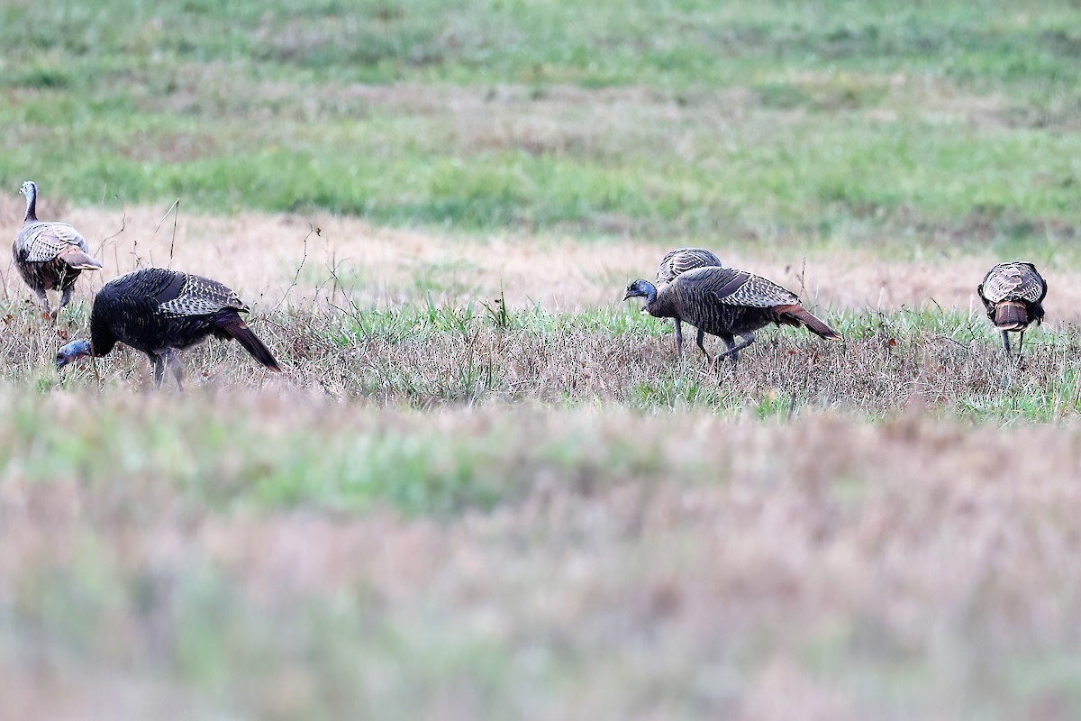 Tacchino selvatico - ML394792341