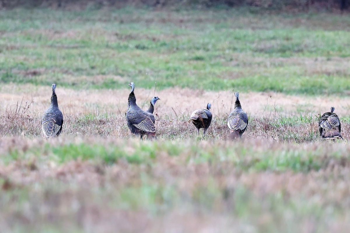 Wild Turkey - ML394792371