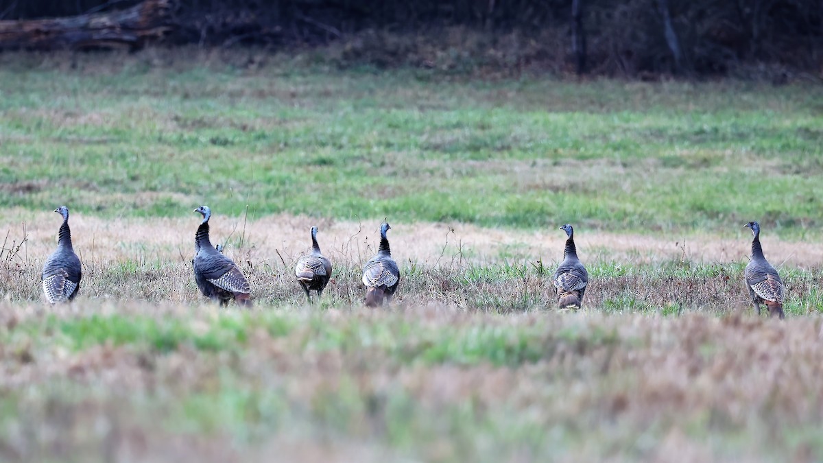 Tacchino selvatico - ML394792471