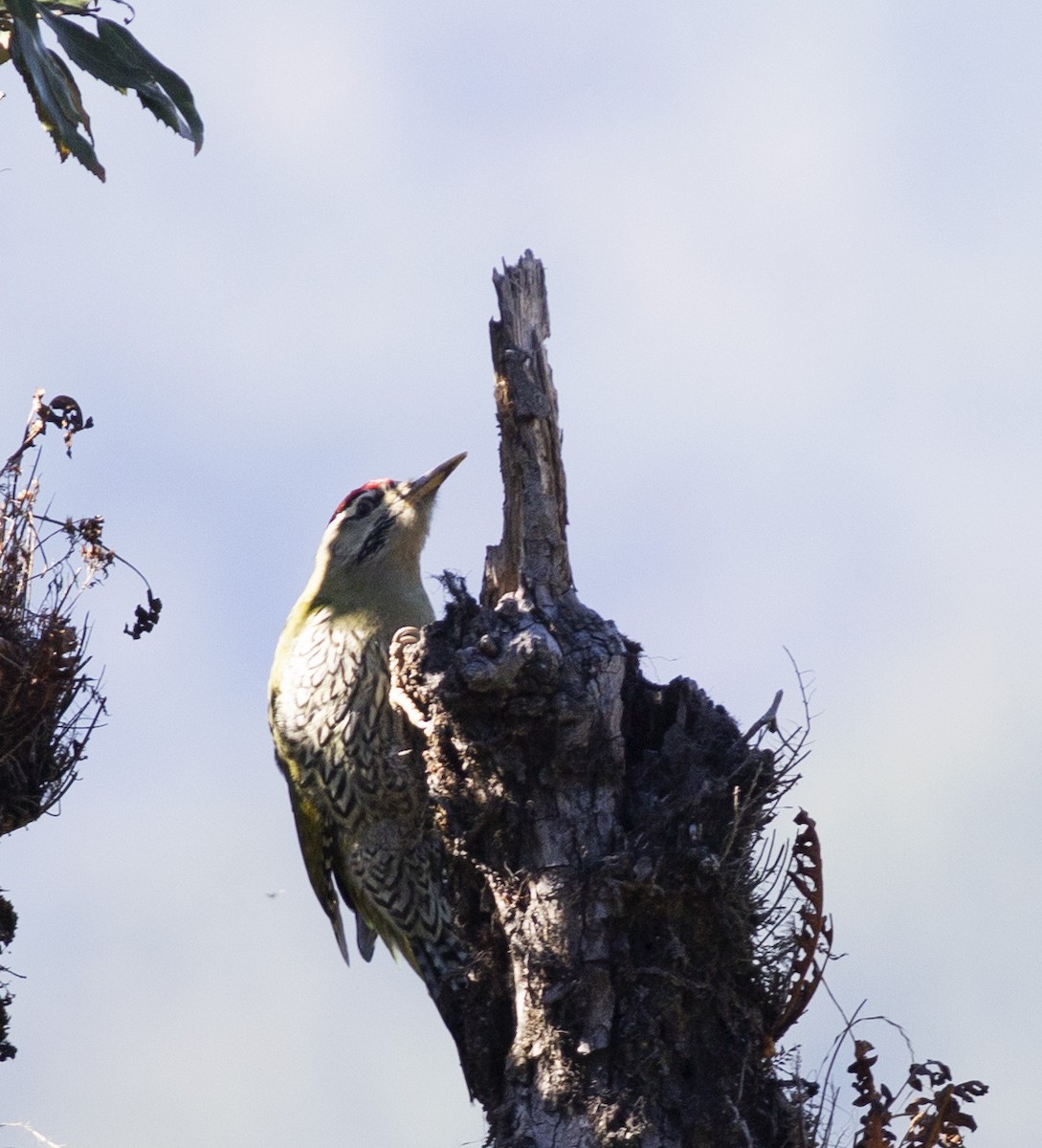 Scaly-bellied Woodpecker - Chandrika Khirani