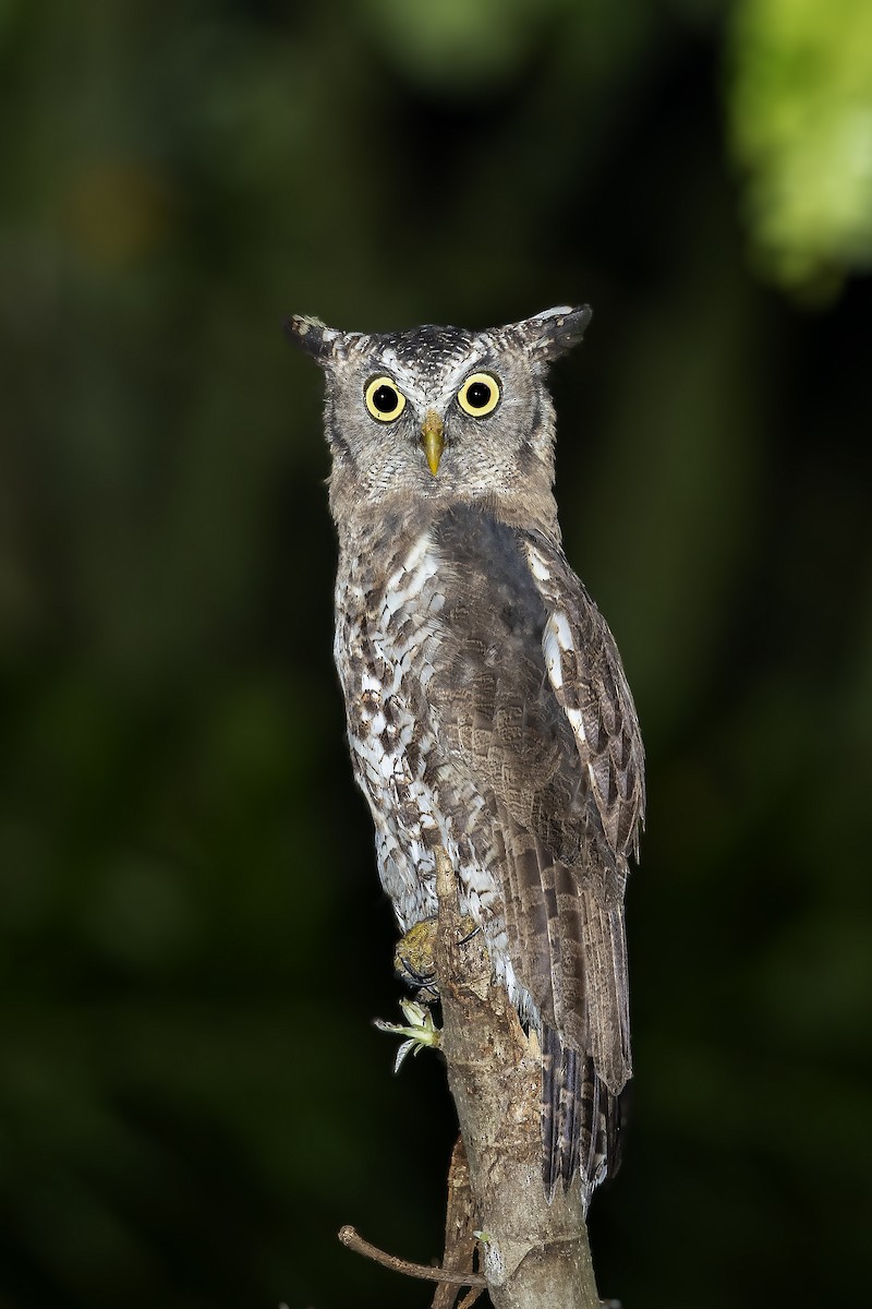 Akun Eagle-Owl - ML394794001