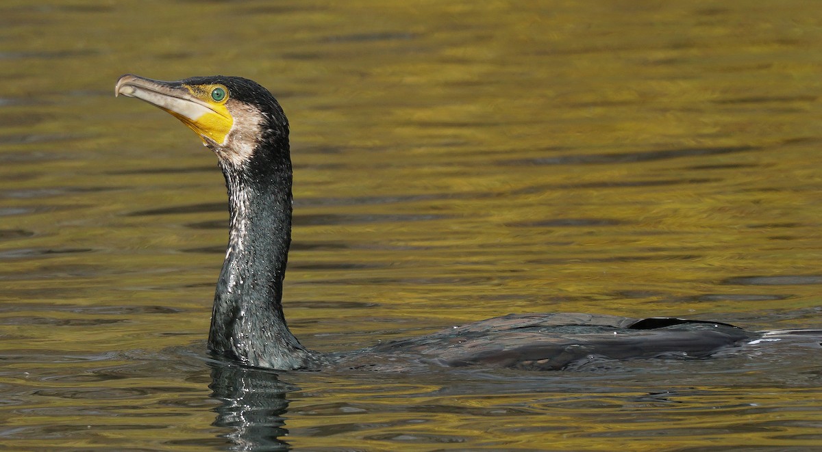 Great Cormorant - Miguel Rouco