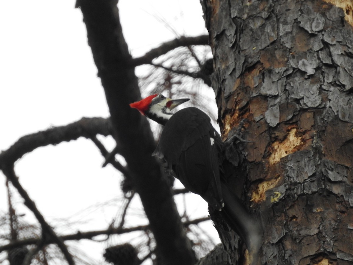 Pileated Woodpecker - ML394796001