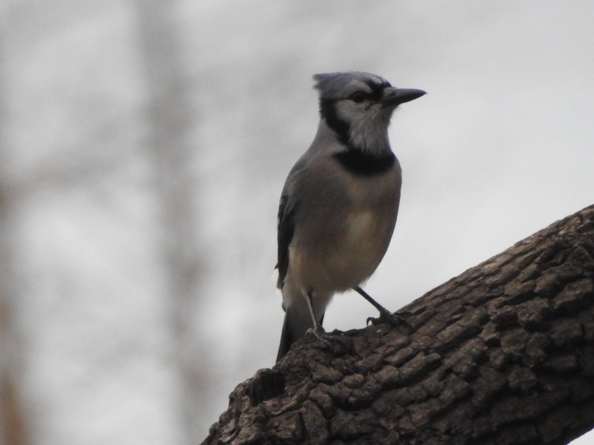 Blue Jay - ML394796081