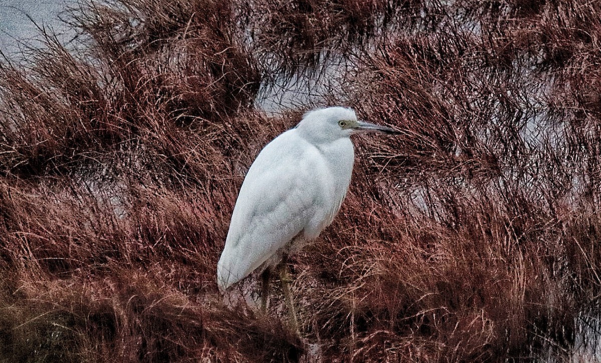 Little Blue Heron - ML394796621