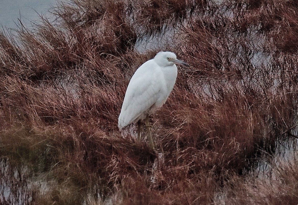 Little Blue Heron - ML394796631