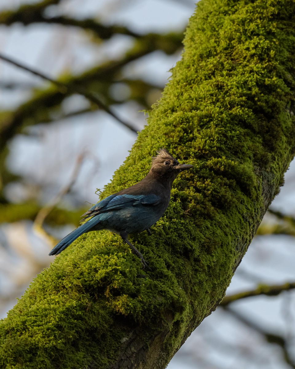 Steller's Jay - ML394797391