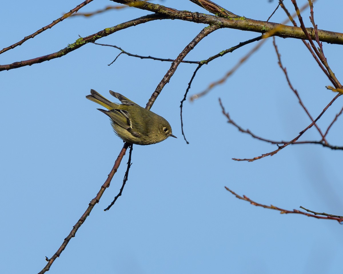 Ruby-crowned Kinglet - ML394797401