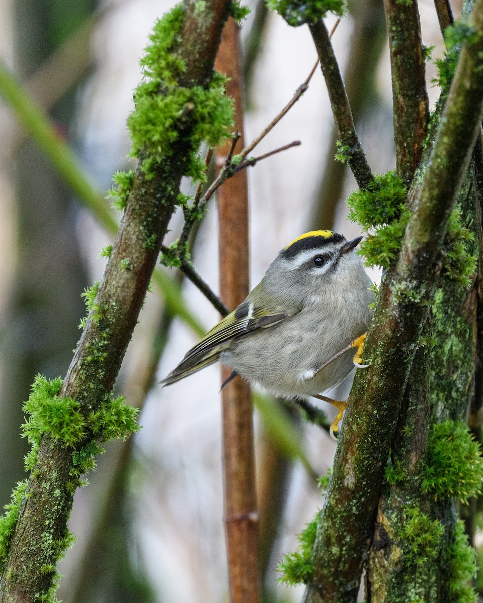 Golden-crowned Kinglet - Marc Sole