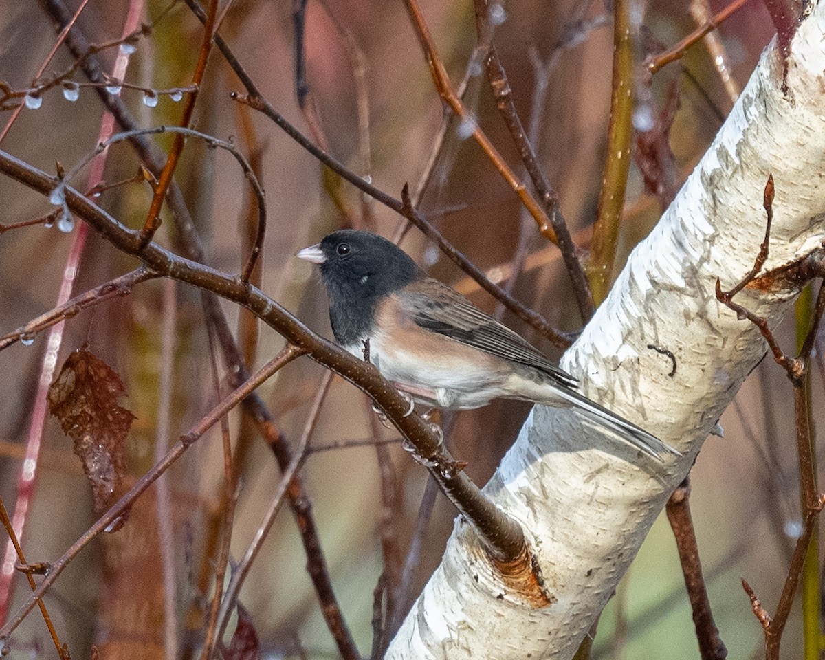 Dark-eyed Junco (Oregon) - ML394797441