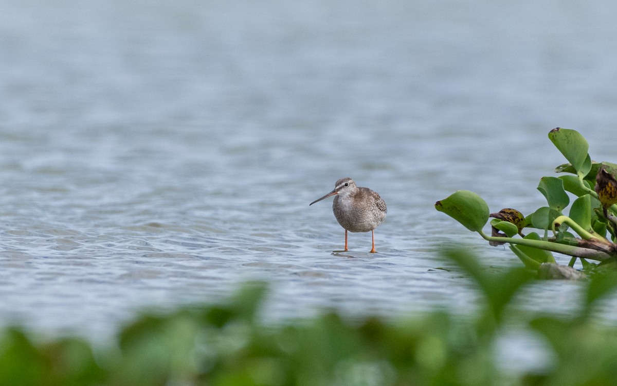 Spotted Redshank - ML394797531