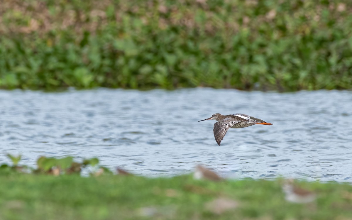 Spotted Redshank - ML394797541