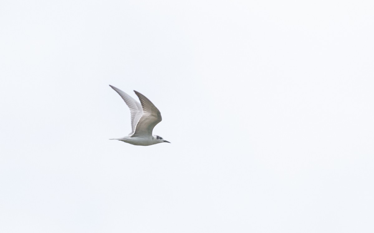 tern sp. - Sharang Satish