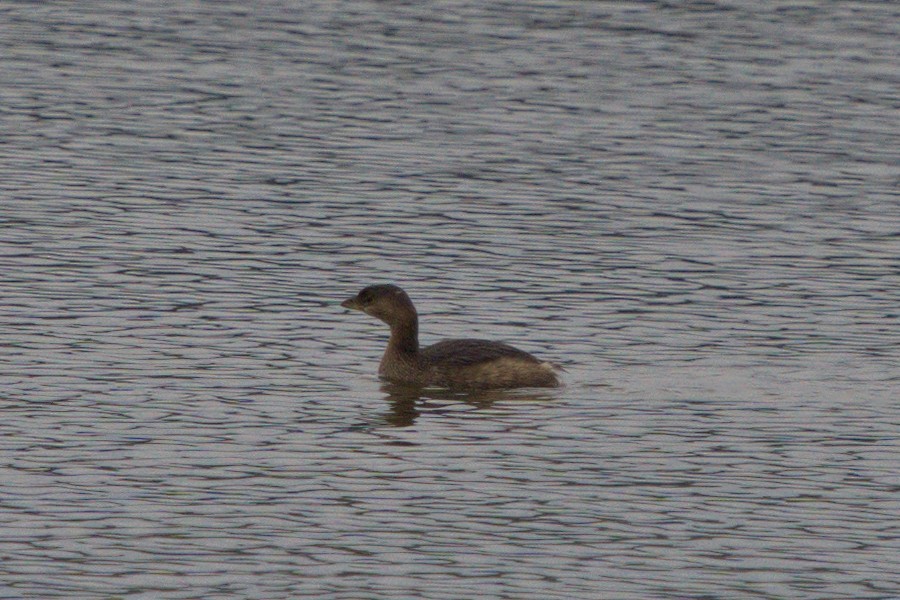 Pied-billed Grebe - ML394797861