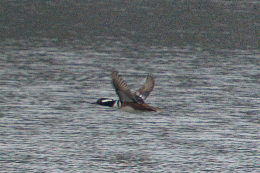 Hooded Merganser - ML394798051