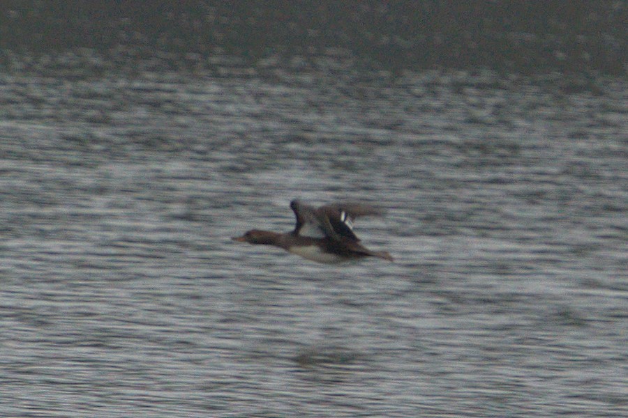 Hooded Merganser - Mark Montazer