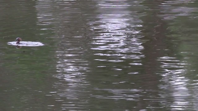 Little Grebe (Little) - ML394798871