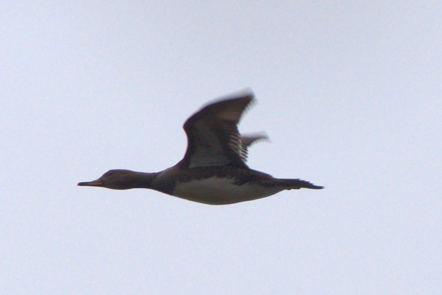 Hooded Merganser - ML394799261