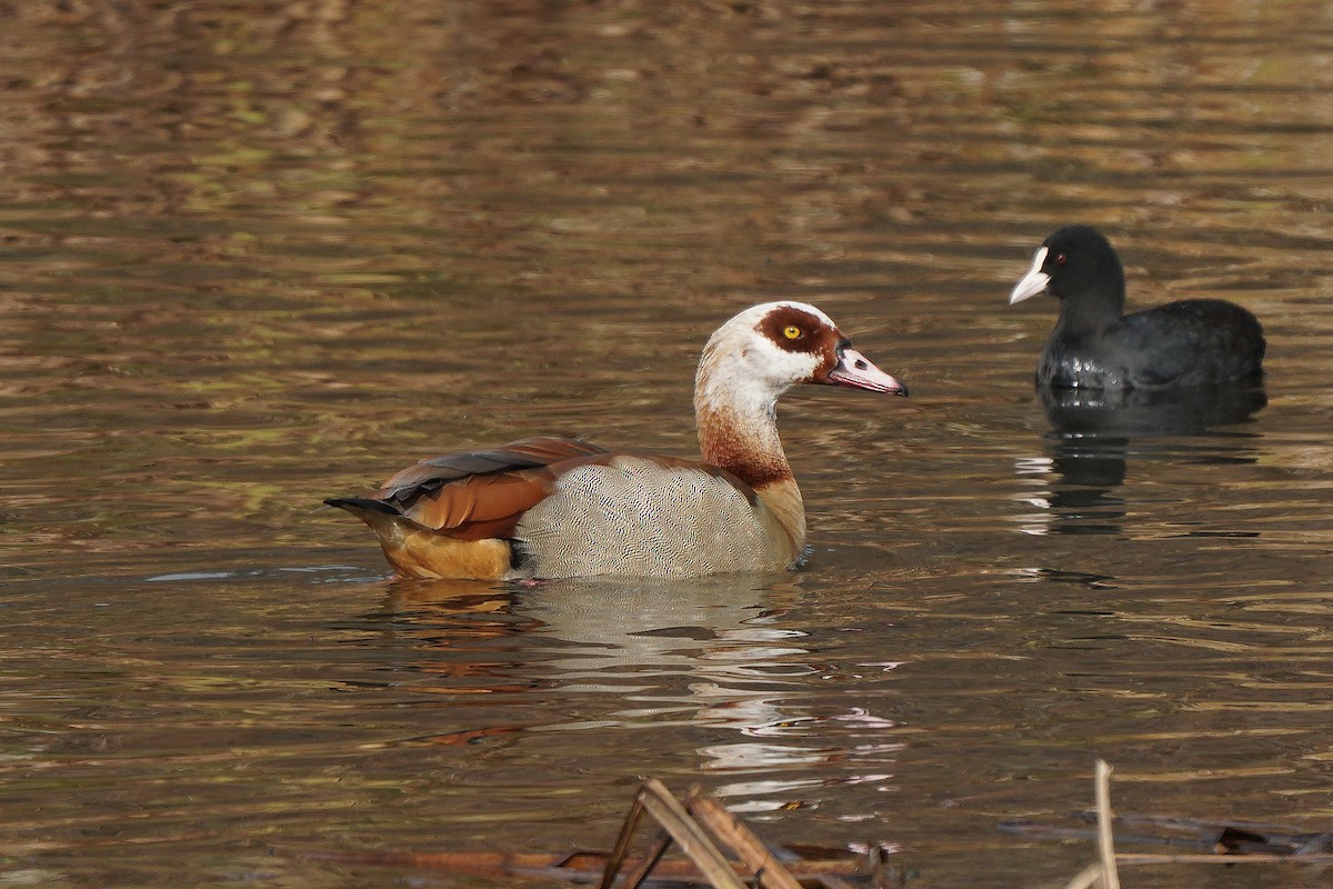 Egyptian Goose - Miguel Rouco