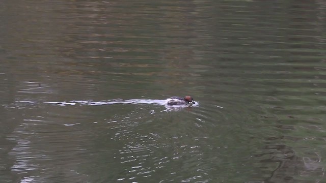 Little Grebe (Little) - ML394800041