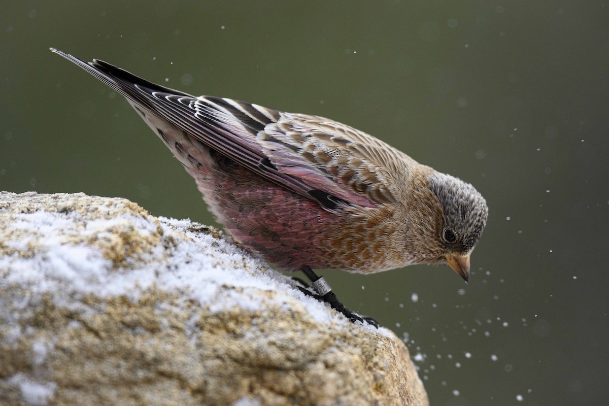 Brown-capped Rosy-Finch - ML394801191