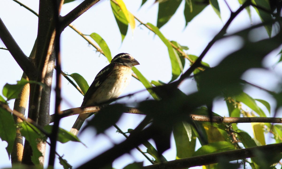 Rose-breasted Grosbeak - ML39480151